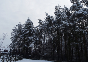 07 Ośnieżony las