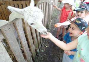 47 Dzieci karmią lamy