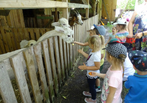 48 Dzieci karmią lamy