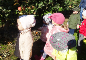 Dzieci przyglądają się jabłkom rosnącym na jabłoniach.