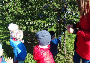Dzieci obserwują śliwki na drzewie.