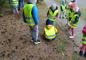 Dzieci zbierają szyszki w lesie