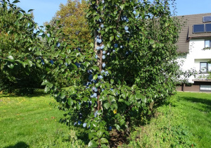 05 Śliwa z owocami