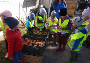 Dzieci wybierają jabłka