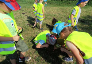 Dzieci szukają owadów