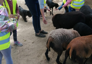 karmienie owieczek