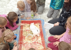 Dzieci obserwują królika.
