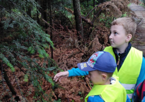 Chłopcy oglądają drzewo iglaste
