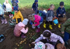 Dzieci zbierają ziemniaki na polu
