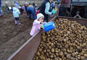 Sara wysypuje ziemniaki z wiaderka