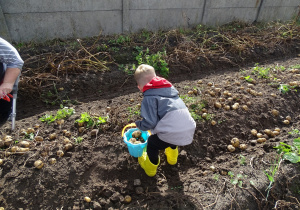 Bruno zbiera ziemniaki