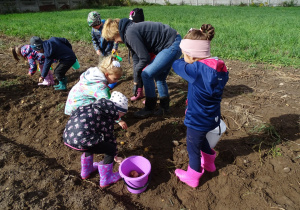 Dzieci podczas zbierania ziemniaków