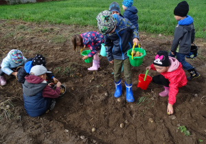 Dzieci podnoszą ziemniaki