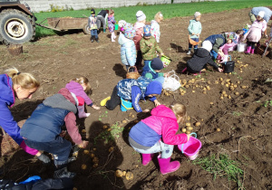 Przedszkolaki zbierają ziemniaki na polu