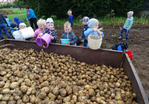 Dzieci wysypują ziemniaki