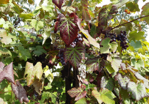 Winogron rosnący na krzewie