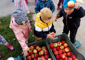 Dzieci wybierają jabłuszka ze skrzyni