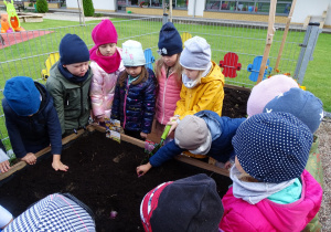 Dzieci wkładają cebulki do ziemi