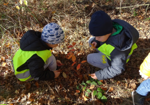 Chłopcy zbierają liście