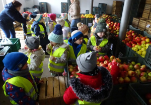 Dzieci wybierają sobie jabłka ze skrzynek.