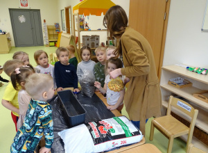 Sadzimy cebulki na szczypiorek