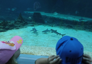 Dzieci obserwują rekiny
