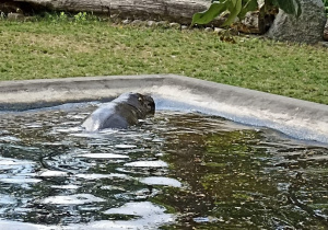 Hipopotam podczas kąpieli