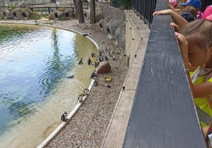 Dzieci obserwują pingwiny