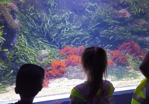 Dzieci oglądają świat podwodny