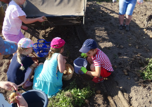 Dzieci zbierają ziemniaki na polu