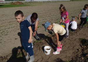 Przedszkolaki zbierają ziemniaki na polu