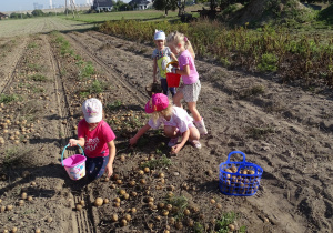 Dziewczynki zbierają ziemniaki