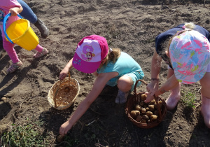 Dzieci wkładają ziemniaki do koszyka