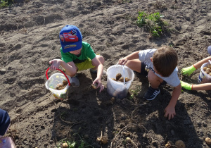Chłopcy zbierają ziemniaki