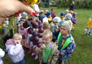 Kiść winogrona, dzieci częstują się winogronem