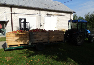 Ciągnik ze skrzyniami jabłek