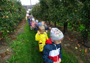 12 Dzieci idą między jabłoniami