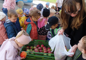 25 Dzieci wkładają jabłka do torby
