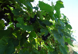 10 Owoce winogronu na krzewie