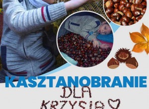 Kasztanobranie dla Krzysia