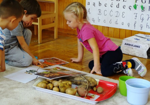 Dzieci oglądają ilustracje ziemniaków i okazy