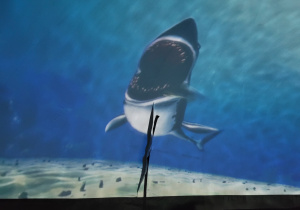 Obraz rekina wyświetlony w kopule
