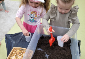 Dziewczynki sadzą cebulkę