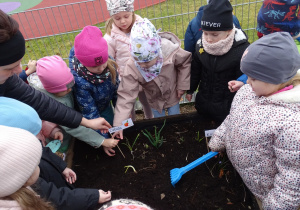 dzieci sadzą cebulę