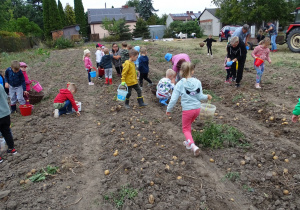 dzieci zbierają ziemniaki