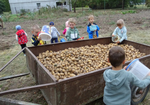 dzieci wsypują ziemniaki na przyczepę