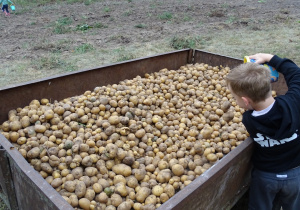 chłopiec wsypuje ziemniaki na przyczepę