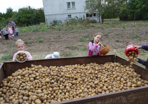 dzieci wsypują ziemniaki na przyczepę