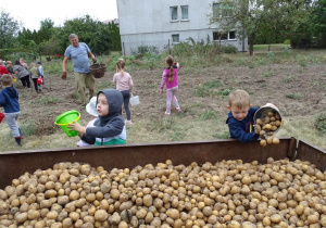 dzieci wsypują ziemniaki na przyczepę