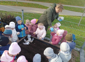 Sadzenie żonkili i szafirków